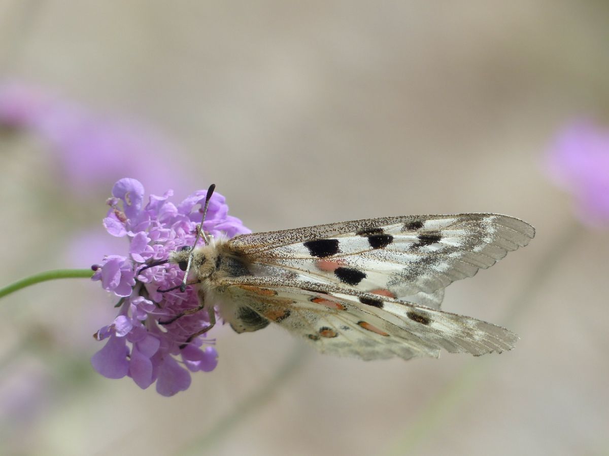 Apollofalter