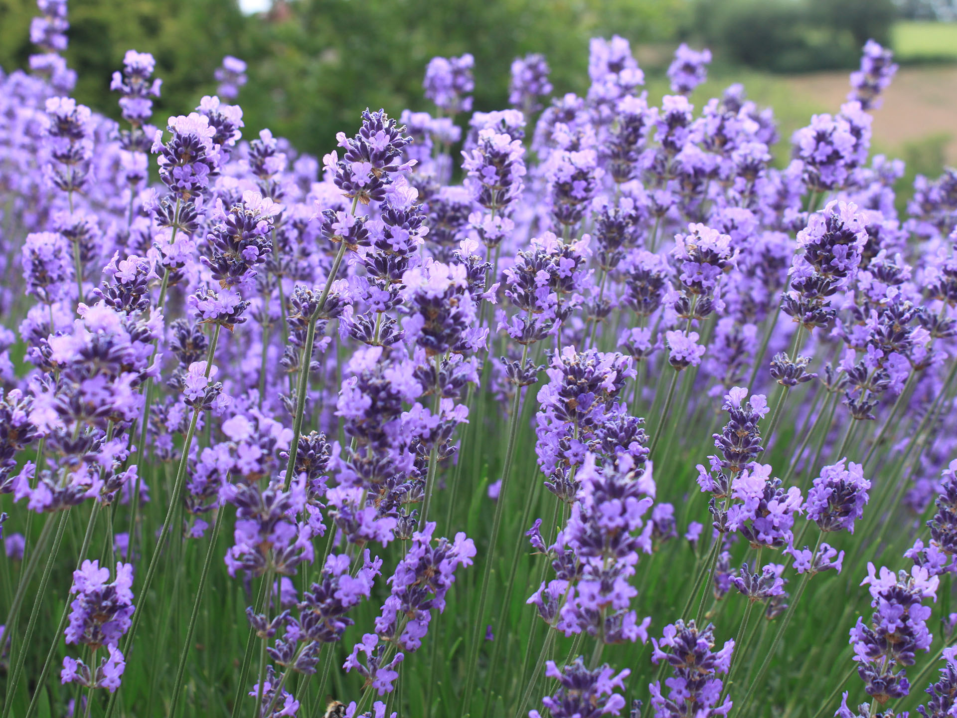 Lavendel im Weinberg