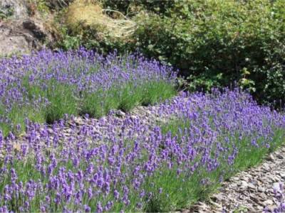 lavendel einleitung