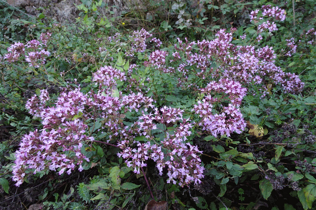 Johanniskraut und Indianernessel Dost (Wilder Majoran)