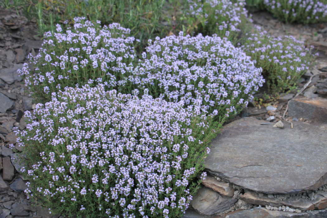 Thymian Thymian