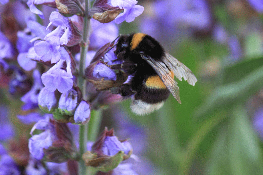 Hummel an Salbeiblüte Hummel an Salbeiblüte