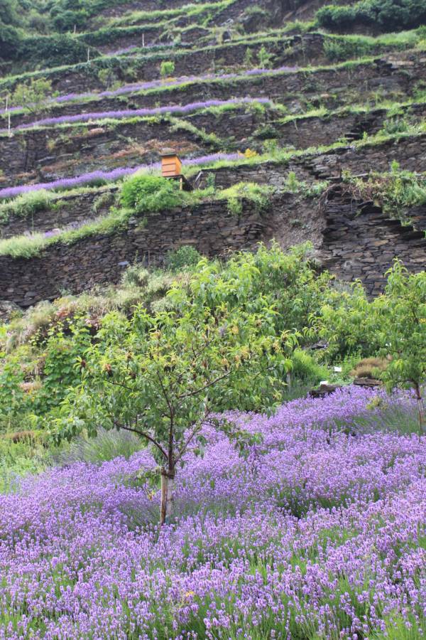 Blühender Lavendel im Würzlaygarten