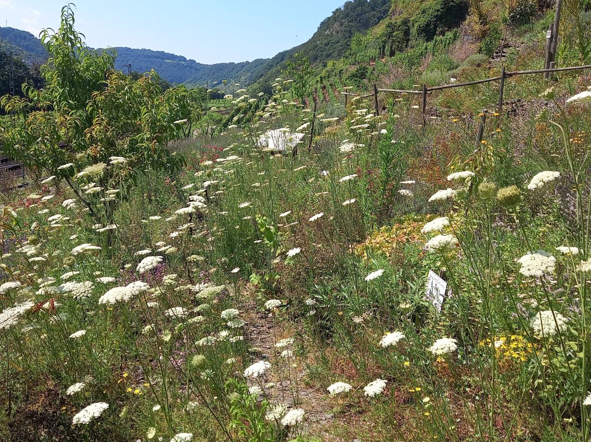 Blütenpracht am Weinbergerlebnispfad Blütenpracht am Weinbergerlebnispfad